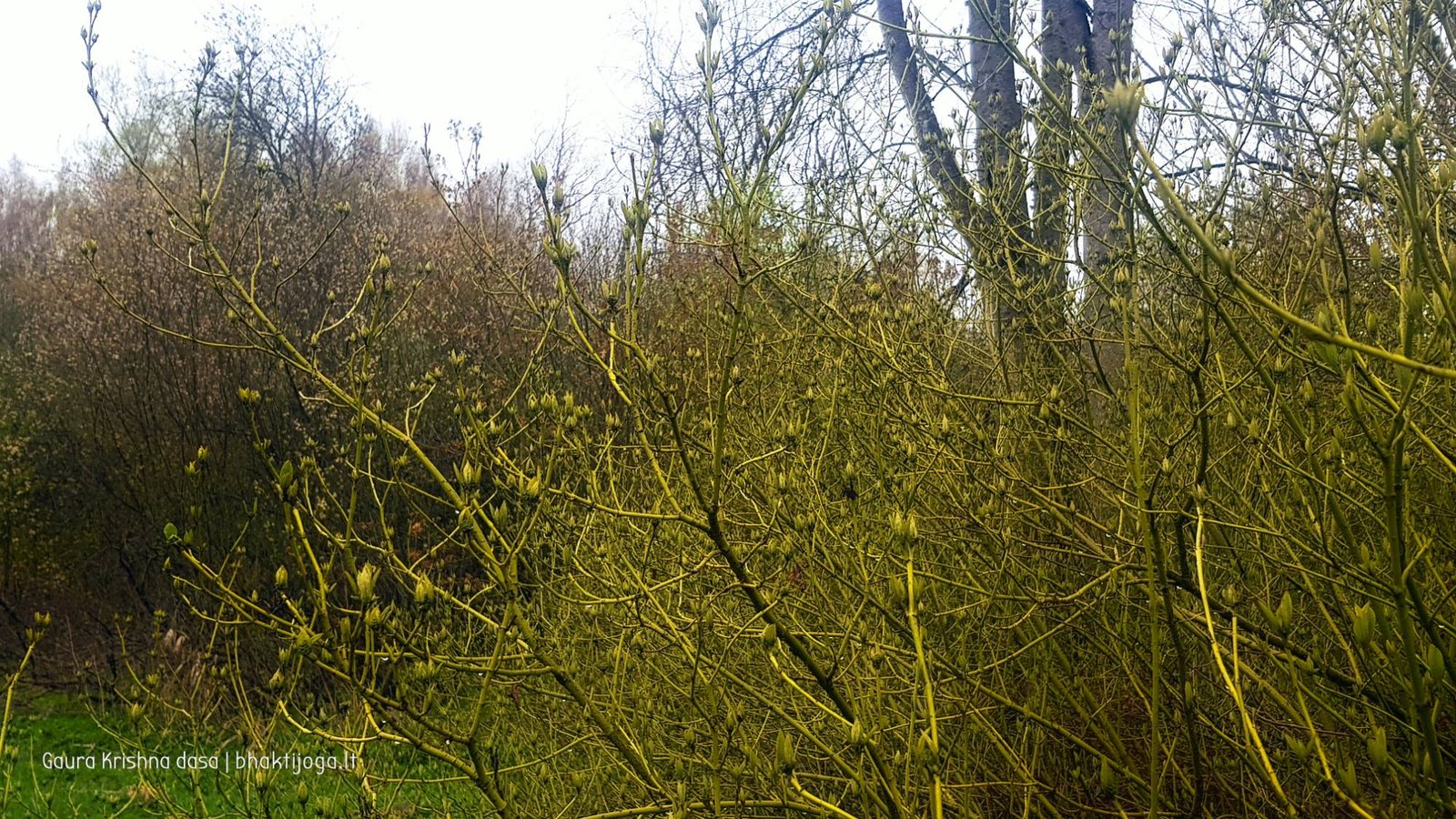  skinderiskio dendrologinis parkas 2021 05 08